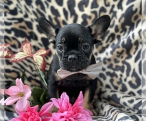 French Bulldog Puppy for sale in LANCASTER, PA, USA