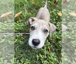 Small #3 Boxer Mix