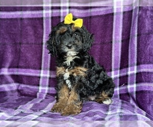 Cock-A-Poo Puppy for sale in LAKELAND, FL, USA