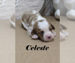 Small #3 Cavalier King Charles Spaniel