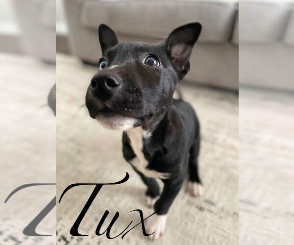 Medium Photo #3 Aussie Siberian Puppy For Sale in Hillsboro, MO, USA