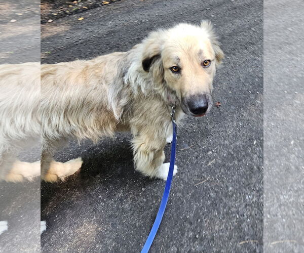 Medium Photo #7 Great Pyrenees-Unknown Mix Puppy For Sale in Croydon, NH, USA