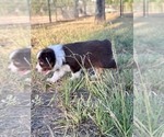 Small #2 Miniature Australian Shepherd