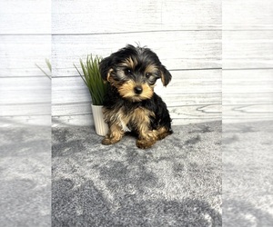 Yorkshire Terrier Puppy for sale in INDIANAPOLIS, IN, USA