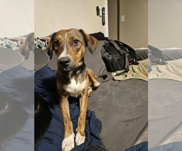 Medium Photo #1 Plott Hound-Unknown Mix Puppy For Sale in Aurora, IN, USA