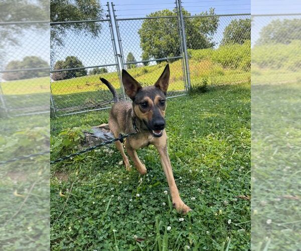 Medium Photo #1 German Shepherd Dog-Unknown Mix Puppy For Sale in Mt. Airy, MD, USA