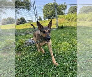 German Shepherd Dog-Unknown Mix Dogs for adoption in Mt. Airy, MD, USA
