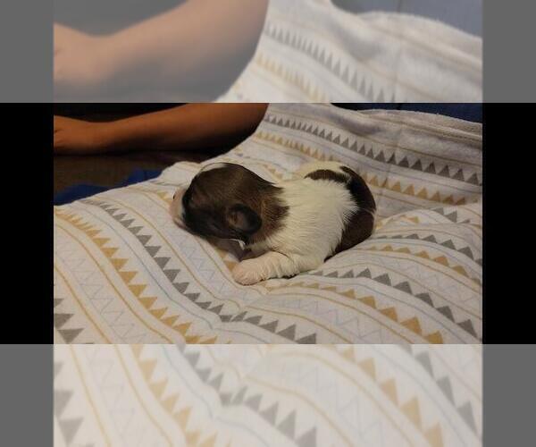 Medium Photo #3 Maltipoo Puppy For Sale in BROOKFIELD, MO, USA