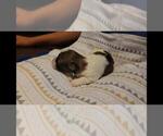 Small #2 Maltipoo