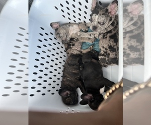 French Bulldog Puppy for sale in MIAMI, FL, USA
