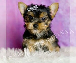 Medium Yorkshire Terrier