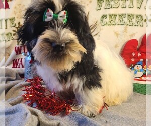 Havanese Puppy for sale in RICHARDSON, TX, USA