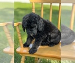 Small Photo #6 Goldendoodle Puppy For Sale in MARYVILLE, MO, USA