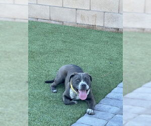 American Pit Bull Terrier-Unknown Mix Dogs for adoption in Las Vegas, NV, USA