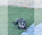Small American Pit Bull Terrier Mix