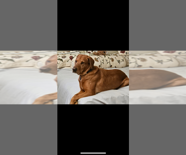 Medium Photo #1 Labrador Retriever Puppy For Sale in TURLOCK, CA, USA