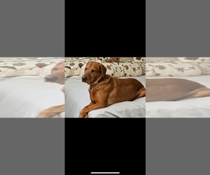 Father of the Labrador Retriever puppies born on 04/13/2026