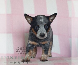 Australian Cattle Dog Puppy for sale in ATGLEN, PA, USA