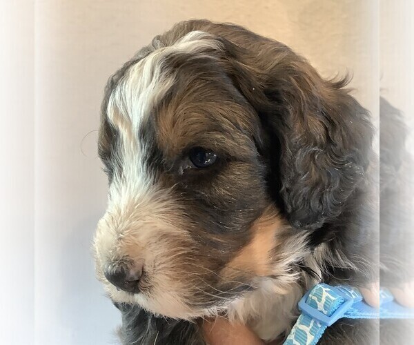 Medium Photo #2 Bernedoodle Puppy For Sale in CANON CITY, CO, USA