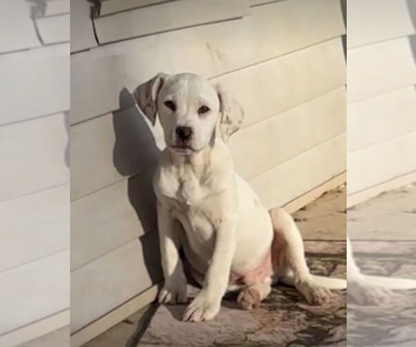 Medium Photo #5 Beagle Puppy For Sale in Harrison, AR, USA
