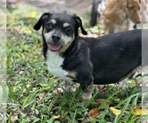 Wally - Male Dachshund-Unknown Mix Dog for Adoption - Photo #5