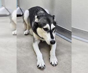 Huskies -Unknown Mix Dogs for adoption in Temple, TX, USA
