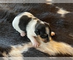 Small Photo #3 Jack Russell Terrier Puppy For Sale in BOISE, ID, USA