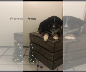 Australian Shepherd-English Shepherd Mix Puppy for sale in COAL CITY, IN, USA