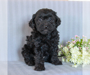YorkiePoo Puppy for sale in GAP, PA, USA