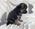Small Photo #5 German Shepherd Dog Puppy For Sale in WALLA WALLA, WA, USA