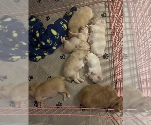 Shiranian Litter for sale in COCKEYSVILLE, MD, USA