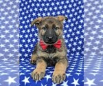Small Photo #6 German Shepherd Dog Puppy For Sale in CHRISTIANA, PA, USA