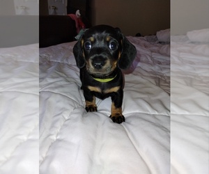 Dachshund Dogs for adoption in GILBERT, AZ, USA