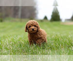 Small #9 Poodle (Toy)