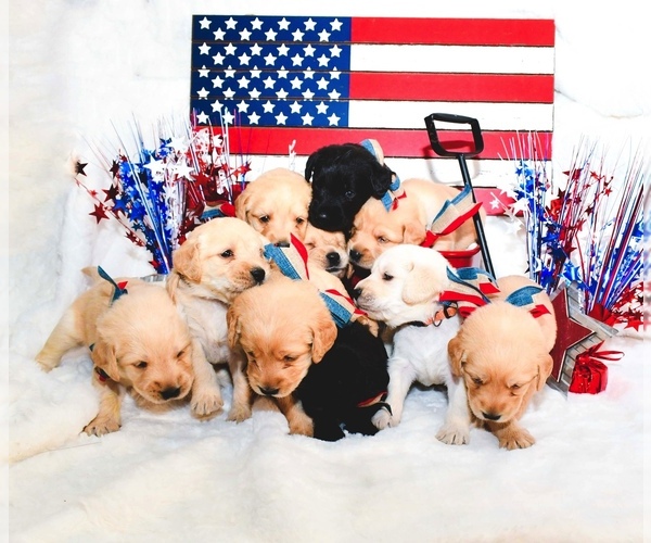 Medium Photo #5 Labradoodle Puppy For Sale in HEMET, CA, USA