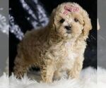 Small #2 Maltipoo
