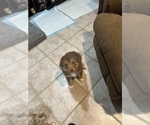 Small Photo #4 Miniature Australian Shepherd Puppy For Sale in ESCALON, CA, USA
