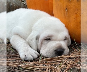 Labrador Retriever Puppy for sale in OSYKA, MS, USA