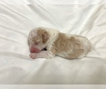 Small Photo #1 Lagotto Romagnolo Puppy For Sale in VANCOUVER, WA, USA