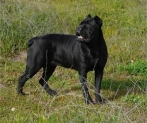 Mother of the Cane Corso puppies born on 07/11/2023