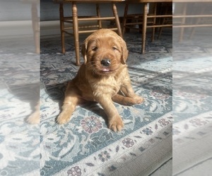 Golden Retriever Puppy for sale in BEDFORD, TX, USA