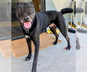 Jack - Male Labrador Retriever-Unknown Mix Dog for Adoption - Photo #3