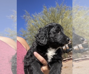 Aussiedoodle Puppy for sale in NEW RIVER, AZ, USA