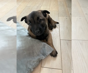 Belgian Malinois Puppy for sale in HEALDSBURG, CA, USA