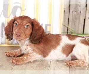 Dachshund Dog for Adoption in MOUNT VERNON, Ohio USA