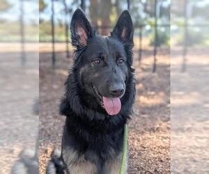 German Shepherd Dog Dogs for adoption in Fremont, CA, USA