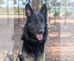 *SMOKEY* - Male German Shepherd Dog Dog for Adoption - Small photo
