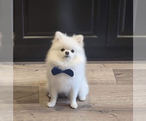 Pomeranian Puppy for sale in EASTVALE, CA, USA