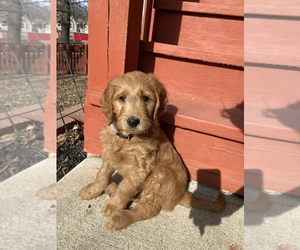 Goldendoodle Puppy for sale in WARRENTON, MO, USA