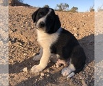 Puppy Puppy 5 Great Pyredane